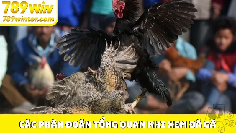 Các phán đoán tổng quan khi xem đá gà