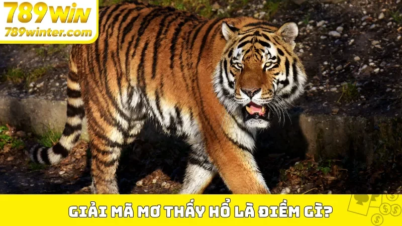 Giải mã mơ thấy hổ là điềm gì?